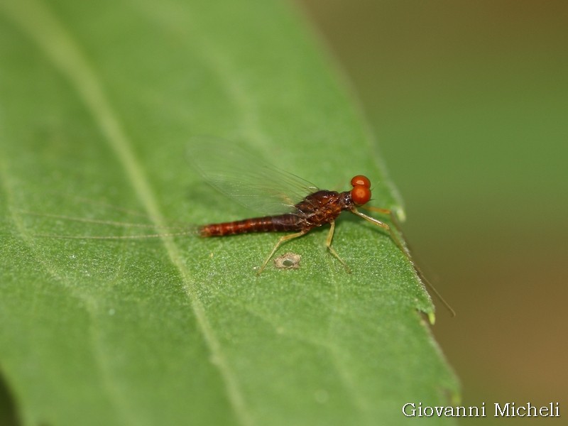 Help ID - Serratella ignita, maschio